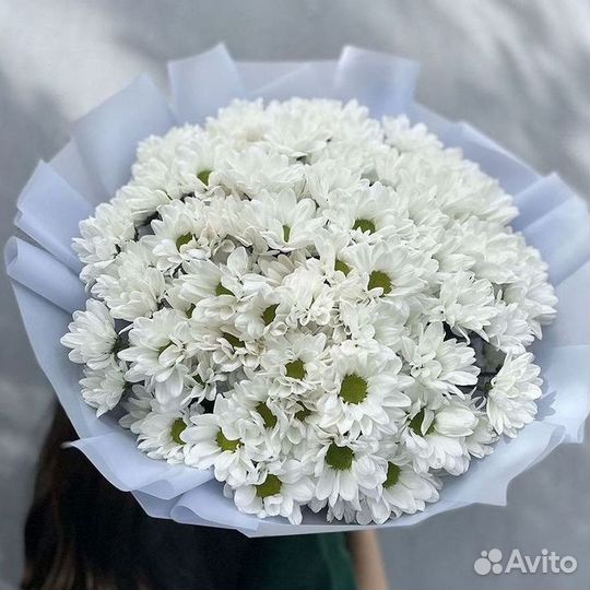 Доставка букетов и цветов. Хризантема