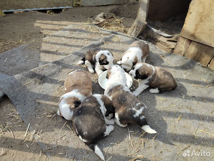 Щенки московская сторожевая Карымское