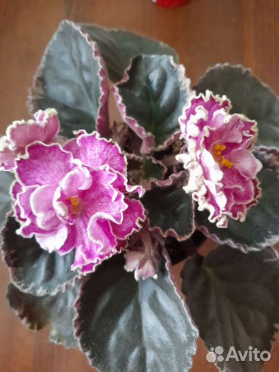 Сортовые фиалки цветущие