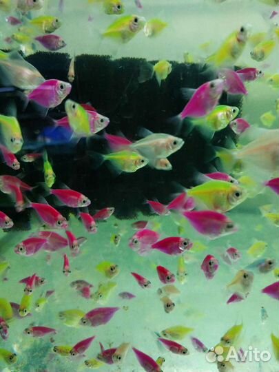 Тернеция, Барбус, Неон