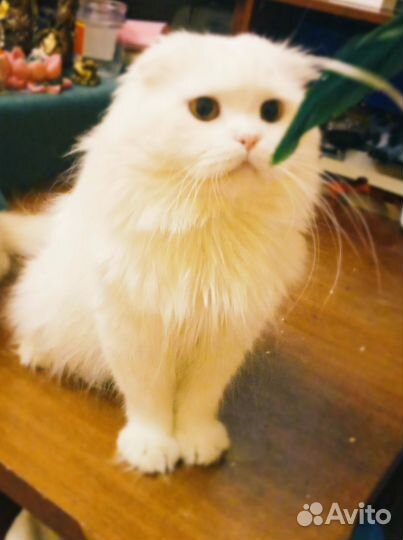 Шотландский кот