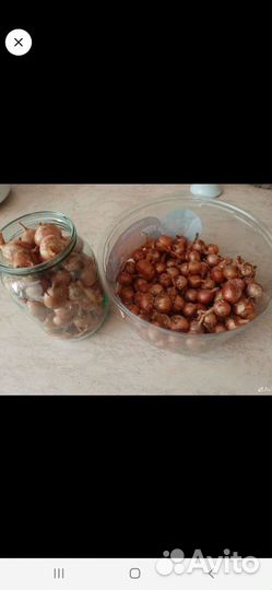 Лук шалот на зелень