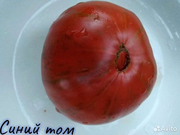 Коллекционные семена сорта томатов помидоров