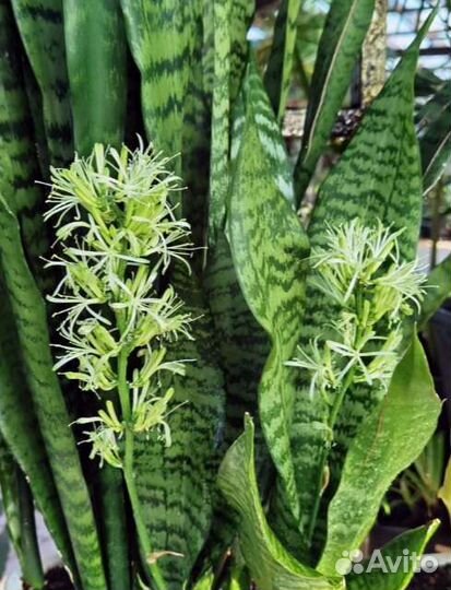 Сансевиерия