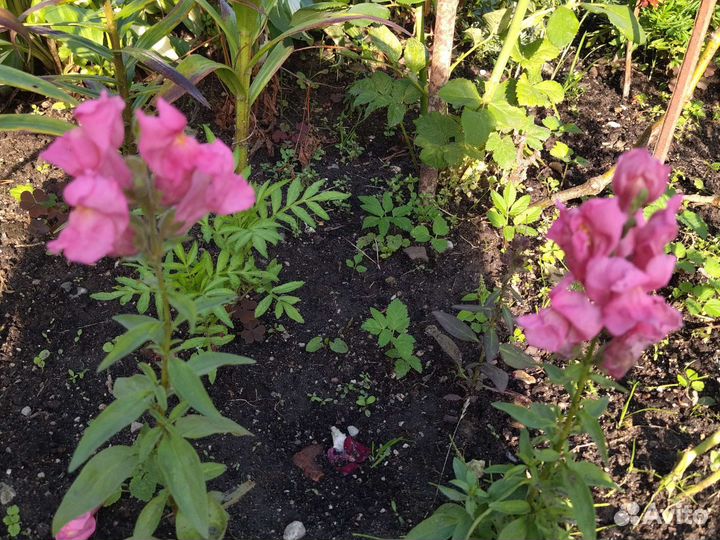 Львиный зев, хоста, хризантемы