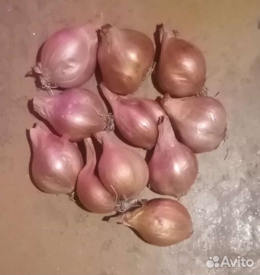 Семейный лук на посадку