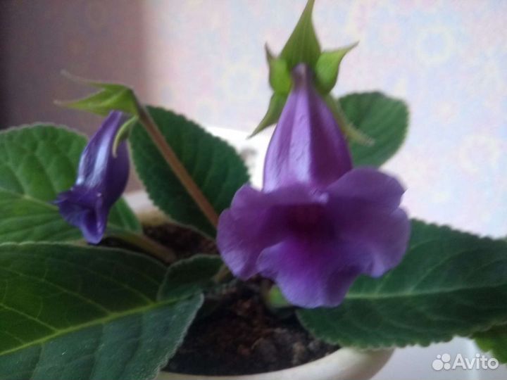 Тидея Глоксиния