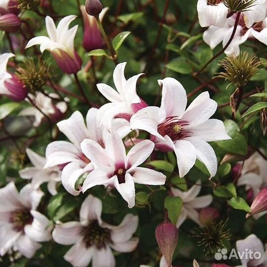 Клематис Принцесса Кейт