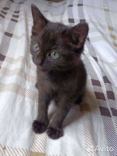 Машуня из леса