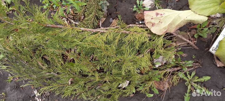 Гортензии и др