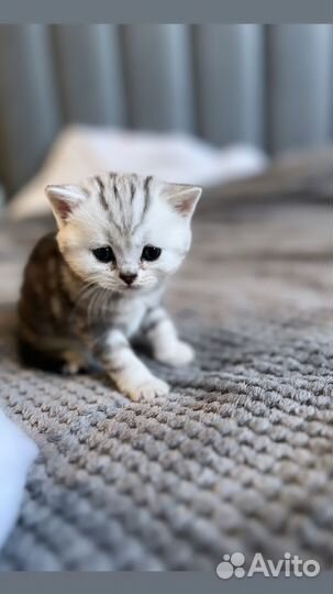 Шотландские котята