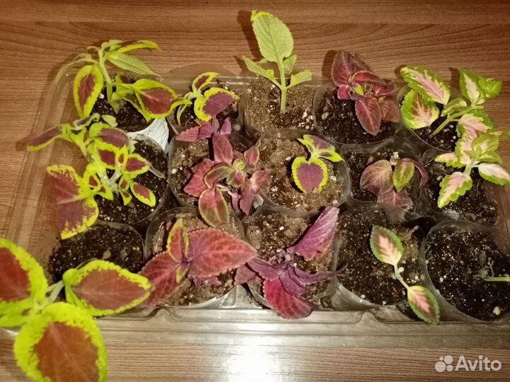 Колеусы