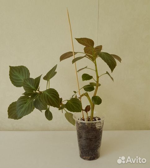 Бальзамин (ванька мокрый)