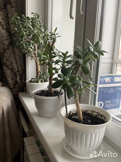 Толстянка, денежное дерево