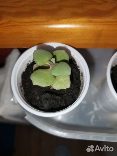 Алоэ, толстянка (денежное дерево)