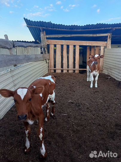 Айрширская телочка