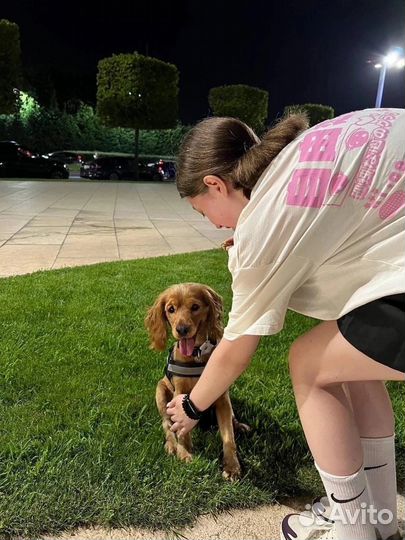 Выгул собак