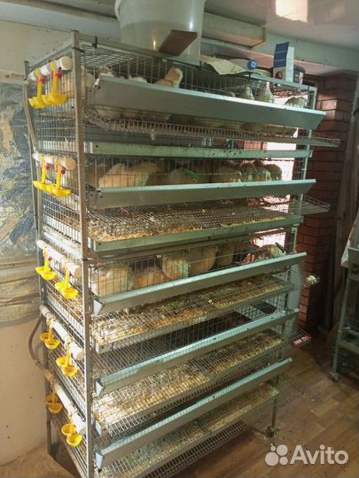Клетки для перепелов бу