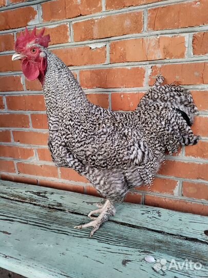 Петухи годовалые удалые