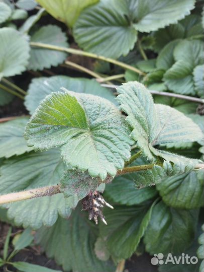 Рассада клубники