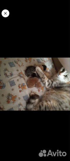 Котята в добрые руки бесплатно