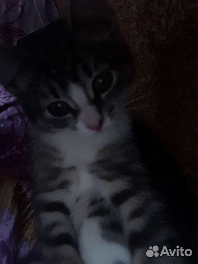 Кошка в дар бесплатно