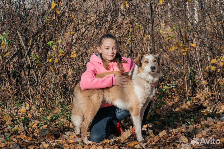Собачка Душа в добрые руки