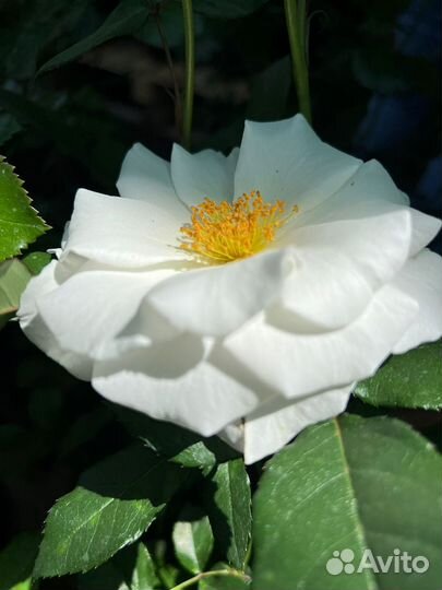 Розы, бегония, спирея, шалфей, петуния, гвоздика