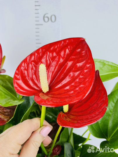 Антуриум Ариса Спрайт