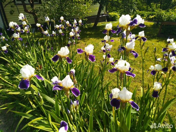 Ирис бородатый