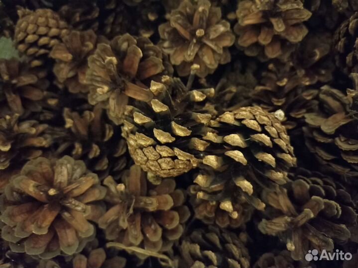 Шишки сосновые