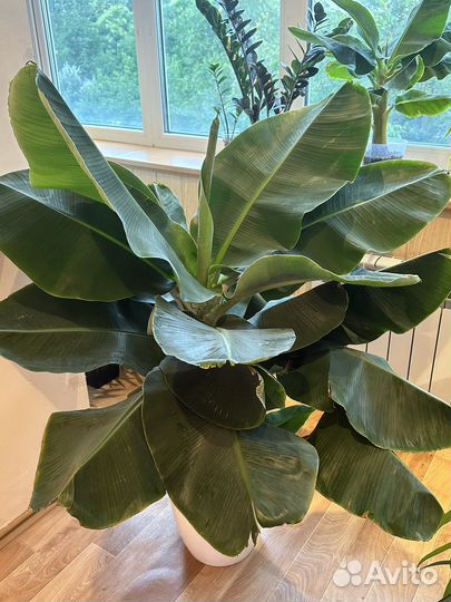 Комнатный банан