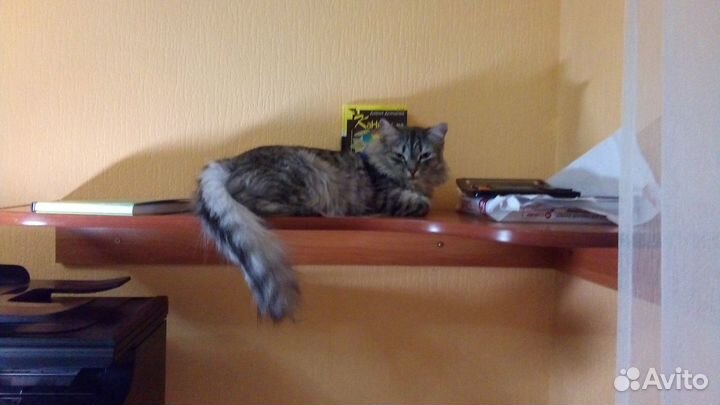 Книжные полки навесные (комплект 3 шт)