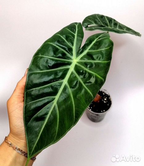 Алоказия пинк дракон