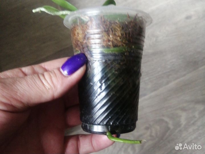 Орхидея фаленопсис equestris (peloric - 3 lips)