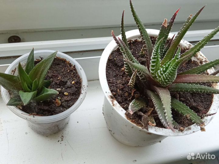 Суккуленты