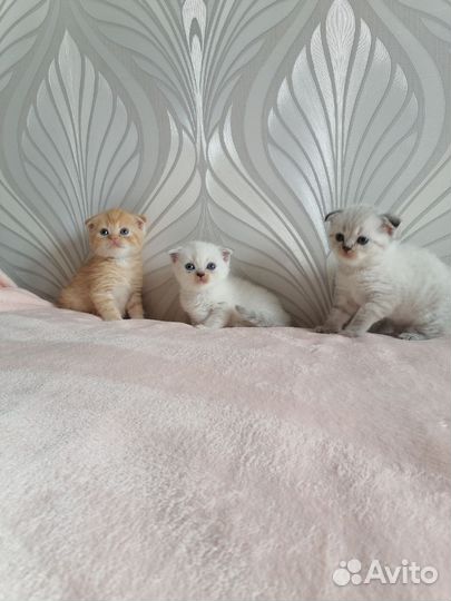 Шотландская