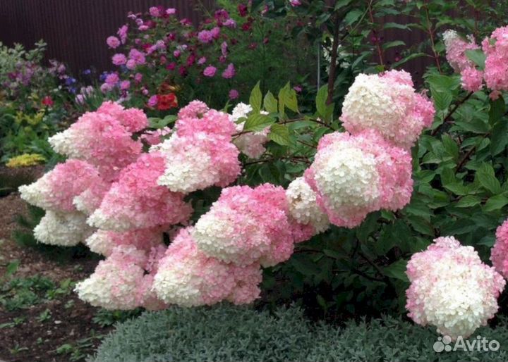 Гортензия Ванила Фрайз