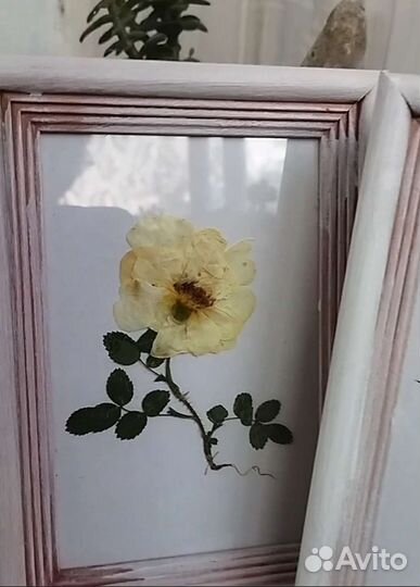 Гербарий. Картина. Цветы