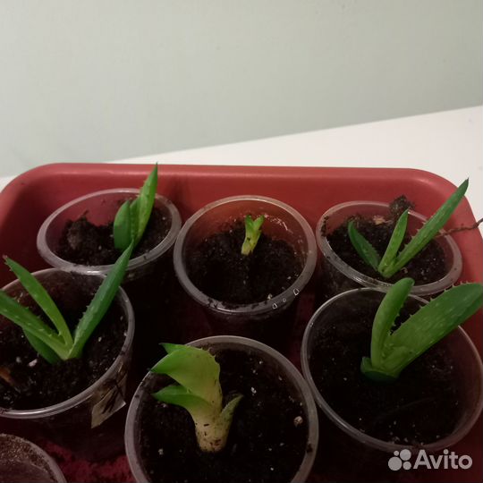 Алоэ вера лечебный
