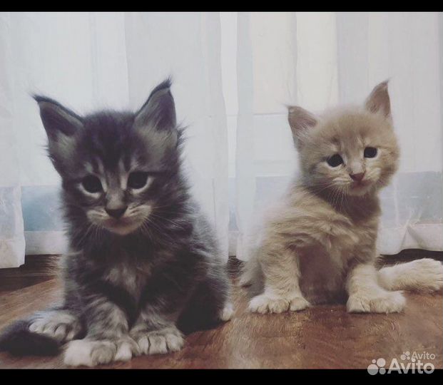 Полидакты и классики мейн кун