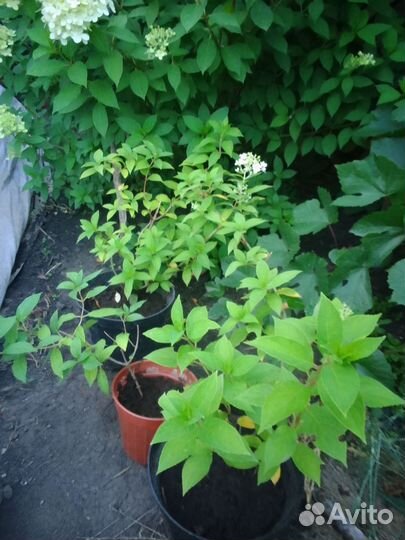 Растения для сада гортензия