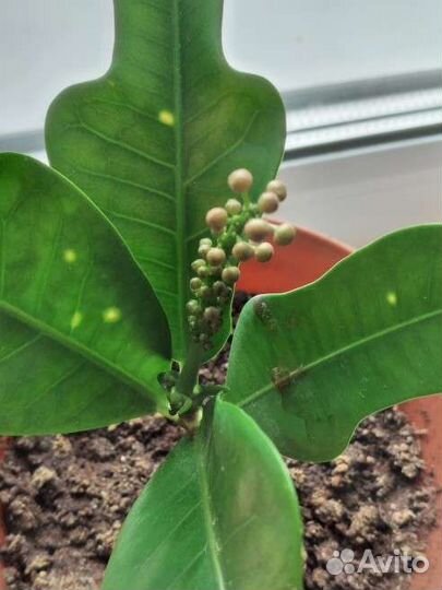 Комнатное растение - Кротон (Кодиеум) цветущий