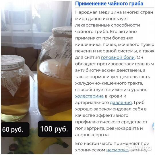 Чайный гриб