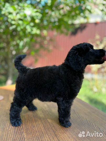 Щенки большого королевского пуделя