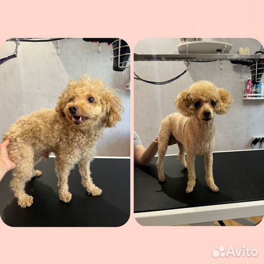 Стрижка собак груминг. Нужны модели