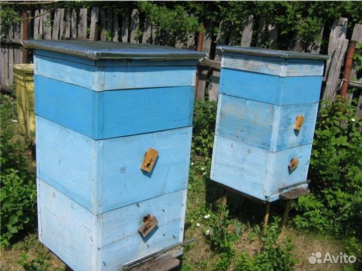 Улей, пчелосемьи, пчелы, карпатка