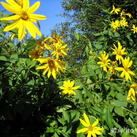 Виноград девичий,виноград съедобный,хмель и др
