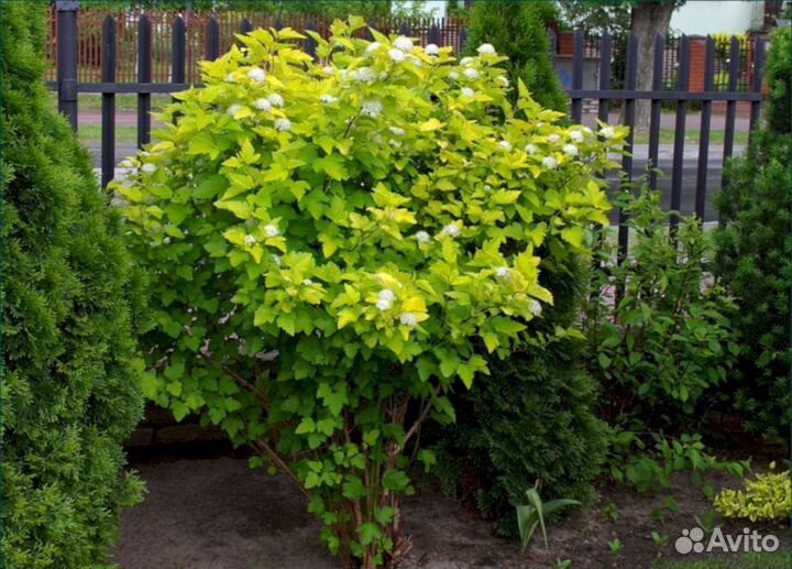 Пузыреплодник Крупномер