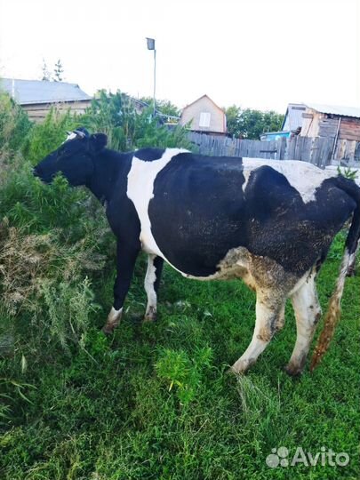 Коровы 3 головы